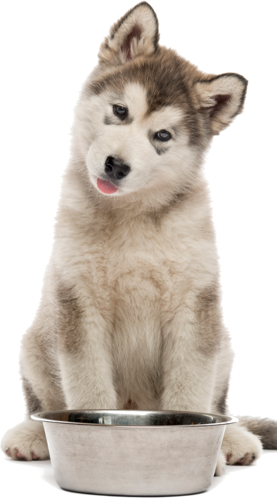 Picture of a puppy on a colored square with rounded corners