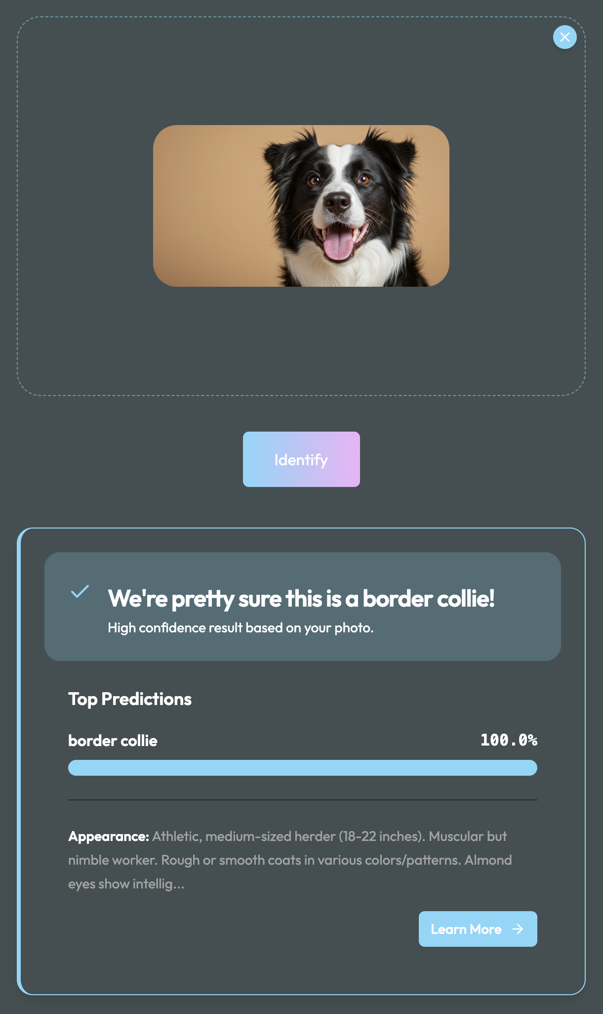 Dog breed identification