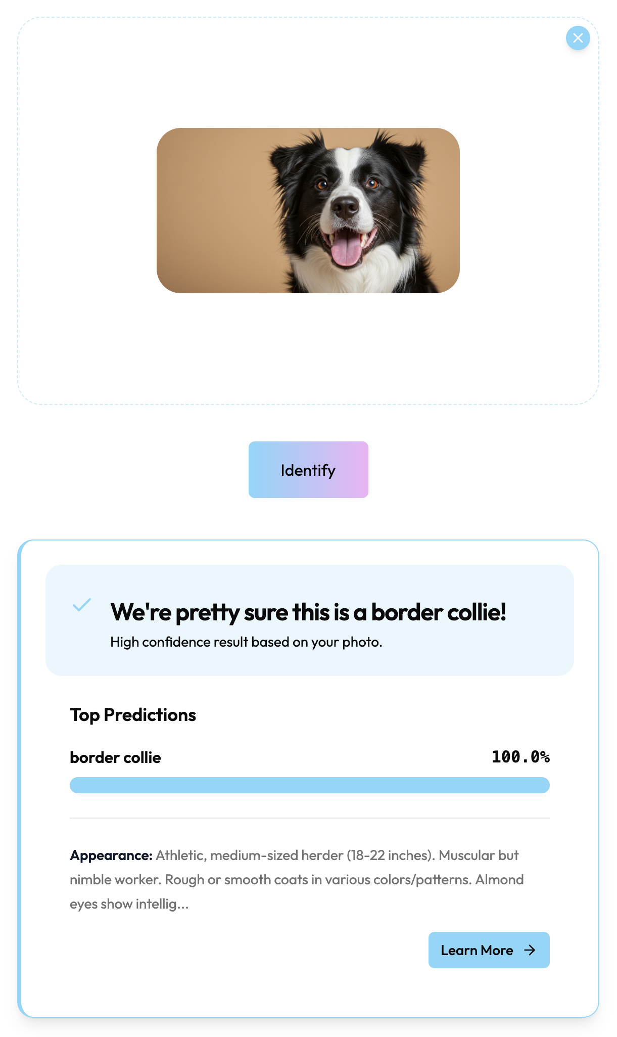 Dog breed identification