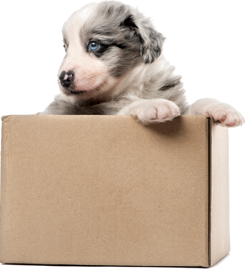 Picture of a puppy on a colored square with rounded corners