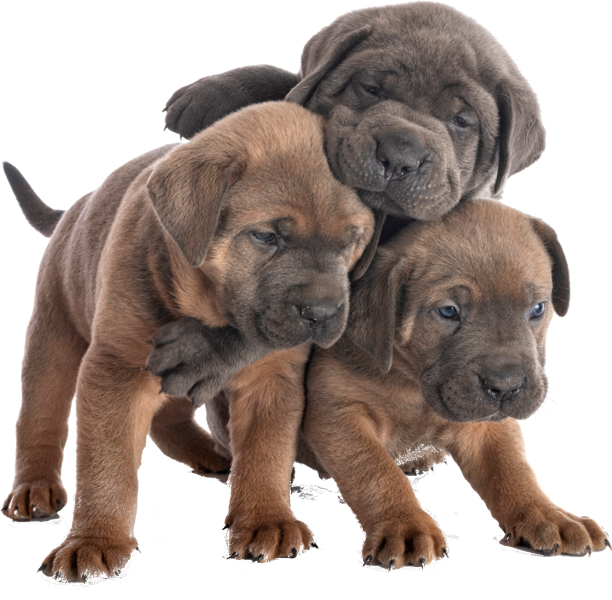 Picture of a puppy on a colored square with rounded corners